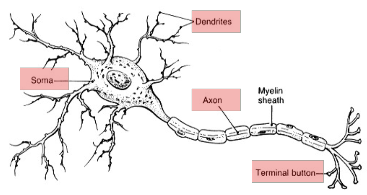 parts of a neuron