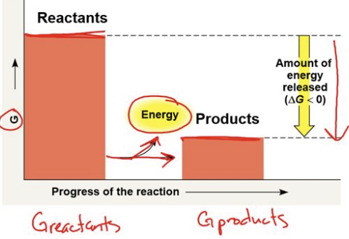 <ul><li><p>have a negative charge</p></li><li><p>energy of <em>products </em>is LOWER than energy of <em>reactants</em></p></li><li><p>spontaneous but may still require an initial input of energy to overcome the activation energy barrier</p></li></ul><p></p>
