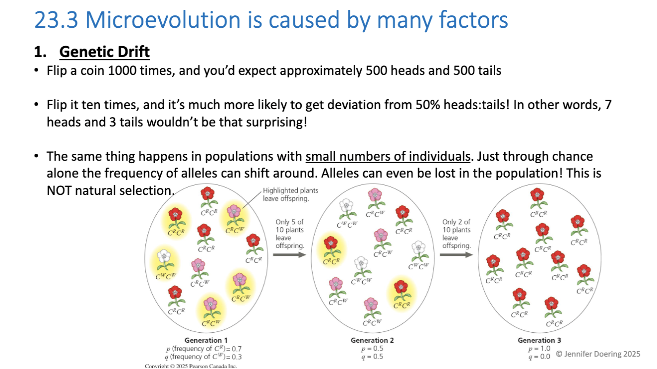 <p>the change in frequency of an existing gene variant in the population due to random chance<span><span>.</span></span></p><p><span><span>Think of a coin flip x10: more likely to get deviation away from 50% heads:tails, ie. 7:3 wouldn’t be surprising </span></span></p><p>The same thing happens in populations with small numbers of individuals. Just through chance alone the frequency of alleles can shift around. Alleles can even be lost in the population! This is NOT natural selection.</p>