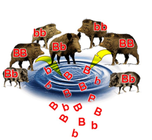 <p>the sum of all alleles within the genes of a population of a single species.</p><ul><li><p>Populations with large and diverse gene pools tend to have increased biological</p></li><li><p>diverse population often contains enough genetic variation so that there will be an availability of suitable genes that are necessary for survival.</p></li><li><p>Populations with narrow gene pools containing low diversity are more likely to suffer from reduced fitness and are more likely to become extinct.</p></li></ul>