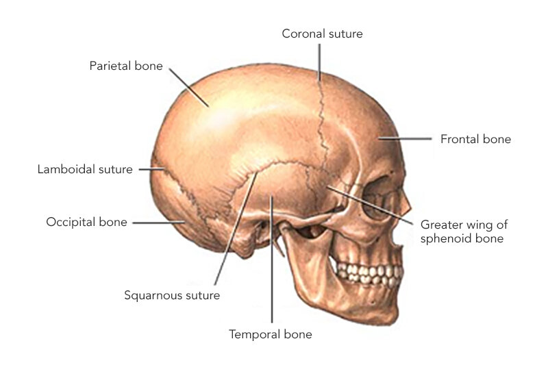 <p>What bone is this?</p>