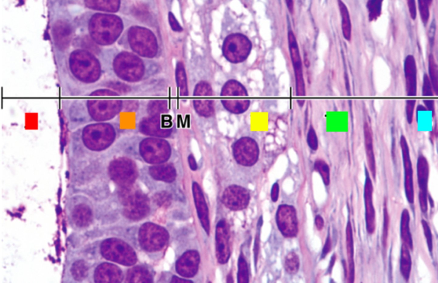 <p>ID the yellow region of the follicular cell:</p>