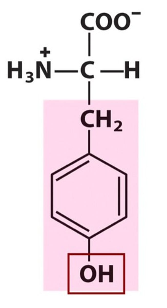 <p>What is this amino acid? Name the full amino acid, the three word abbreviation, and one letter abbreviation. If this amino acid has a side chain with a pKa value, include this value.</p>