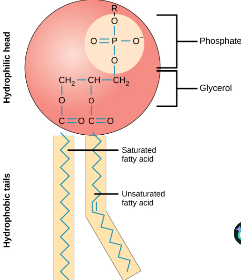 <p><span><span>Made up of a phosphate group, glycerol unit and two fatty acid tails</span></span></p>