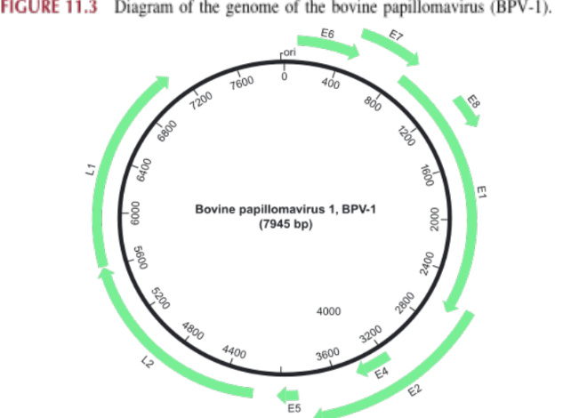 <ul><li><p>circular dsDNA</p></li><li><p>L1,L2 proteins - forms capsid(structural proteins)</p><ul><li><p>E1 to E8 - form non structural proteins for regulation and replication</p><p></p></li></ul></li></ul><p></p>