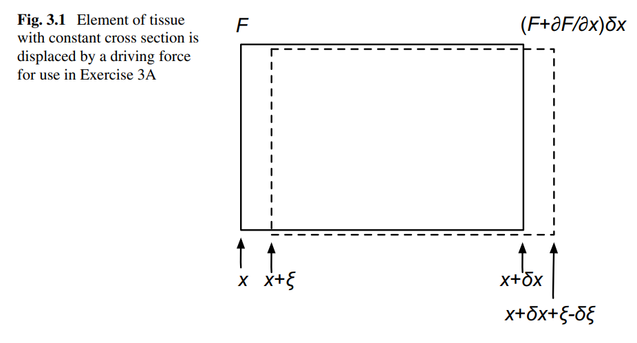 <p><strong>Derivation of the 1D Wave Equation for a Tissue Element</strong></p><ol><li><p><strong>Consider the element:</strong></p><ul><li><p>Length: $$ \delta x $$</p></li><li><p>Displacement: $$ \xi(x,t) $$</p></li><li><p>Force per unit area (stress): $$ F(x,t) $$</p></li><li><p>Mass density: $$ \rho $$</p></li><li><p>Cross-sectional area: $$ A $$</p></li></ul></li><li><p><strong>Net force on the element (via Taylor expansion):</strong></p><ul><li><p>Left side: force = $$ F(x, t) $$</p></li><li><p>Right side: force = $$ F(x + \delta x, t) = F(x, t) + \frac{\partial F}{\partial x} \delta x $$</p></li><li><p>Net force:</p><p>$$ \Delta F = \left[F(x + \delta x, t)\right] - F(x, t) = \frac{\partial F}{\partial x} \delta x $$</p></li></ul></li><li><p><strong>Apply Newton’s Second Law (Force = mass × acceleration):</strong></p><p>$$ \frac{\partial F}{\partial x} \delta x = \rho A \delta x \frac{\partial^2 \xi}{\partial t^2} $$</p></li><li><p><strong>Relate force to displacement using Hooke’s Law:</strong></p><ul><li><p>Stress is proportional to strain: $$ \text{stress} = E \times \text{strain} $$ </p></li><li><p>Strain = $$ \frac{\partial \xi}{\partial x} $$</p></li><li><p>Stress = $$ F / A $$, so:</p><p>$$ \frac{F}{A} = E \frac{\partial \xi}{\partial x} \Rightarrow F = AE \frac{\partial \xi}{\partial x} $$</p></li><li><p>Differentiate both sides with respect to $$ x $$:</p><p>$$ \frac{\partial F}{\partial x} = \frac{\partial}{\partial x} \left( AE \frac{\partial \xi}{\partial x} \right) $$</p></li></ul></li><li><p><strong>Substitute into Newton’s Law:</strong></p><p>$$ \frac{\partial}{\partial x} \left( AE \frac{\partial \xi}{\partial x} \right) = \rho A \frac{\partial^2 \xi}{\partial t^2} $$</p></li><li><p><strong>Assume $$ A $$ and $$ E $$ are constant across the material:</strong></p><p>$$ AE \frac{\partial^2 \xi}{\partial x^2} = \rho A \frac{\partial^2 \xi}{\partial t^2} $$</p></li><li><p><strong>Cancel out $$ A $$ from both sides and simplify:</strong></p><p>$$ E \frac{\partial^2 \xi}{\partial x^2} = \rho \frac{\partial^2 \xi}{\partial t^2} $$</p></li><li><p><strong>Replace $$ E $$ using compressibility:</strong><br>For soft tissues, where bulk modulus $$ K $$ is more appropriate than Young’s modulus $$ E $$, and noting that:</p><p>$$ \kappa = \frac{1}{K}, \quad \text{and for longitudinal waves in tissue,} \quad E \approx K = \frac{1}{\kappa} $$</p><p>So:</p><p>$$ \frac{1}{E} \approx \kappa \quad \Rightarrow \quad \frac{\rho}{E} \approx \rho \kappa $$</p><p>Substituting back:</p><p>$$ \frac{\partial^2 \xi}{\partial x^2} = \rho \kappa \frac{\partial^2 \xi}{\partial t^2} $$</p></li><li><p><strong>Use wave speed definition $$ c = \frac{1}{\sqrt{\rho \kappa}} $$:</strong></p><p>$$ \rho \kappa = \frac{1}{c^2} $$</p><p>So the wave equation becomes:</p><p>$$ \frac{\partial^2 \xi}{\partial x^2} = \frac{1}{c^2} \frac{\partial^2 \xi}{\partial t^2} $$</p></li></ol><p></p>