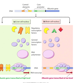 <ul><li><p>DNA is the same in every cell/tissue therefore the cis elements are the same everywhere but we don’t want all the same proteins expressed everywhere</p></li><li><p>tissue specificity comes from the action of tissue-specific TFs&nbsp;</p></li><li><p>regulatory proteins are tissue specific and this is what dictates the tissue specificity of cis elements (crucial for transcription initiation)</p></li></ul><p></p>