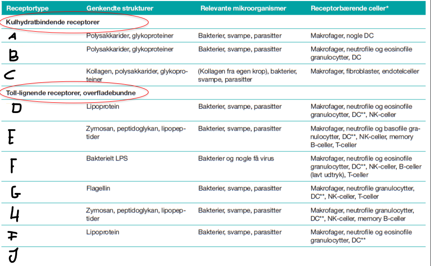 <p>Hvilken receptor er punkt C?</p>