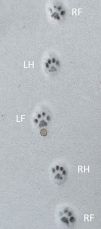 <p>Diagonal Walkers RH-LF-LH-RF. Direct register walk most likely to be seen.</p>