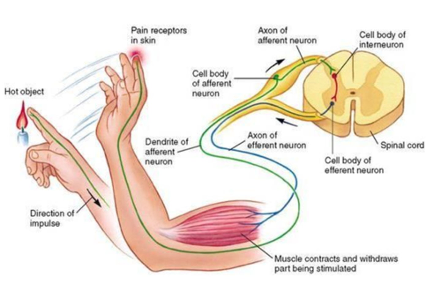 <p>potentially damaging stimuli that result in pain</p>