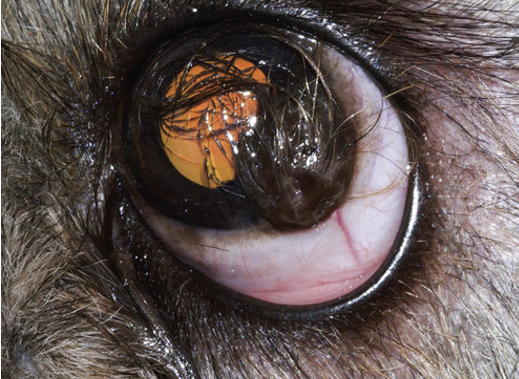 \-a mass consisting of mature skin and adnexa

\-may be found in a variety of unusually site, including the cornea 