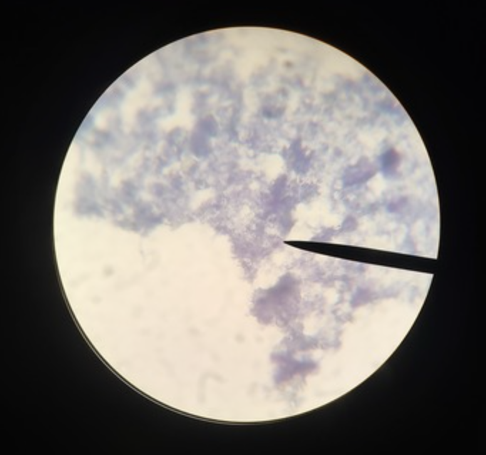 <ul><li><p>identify</p></li><li><p>m.o.t</p></li><li><p>infective stage</p></li><li><p>host</p></li></ul><p></p>