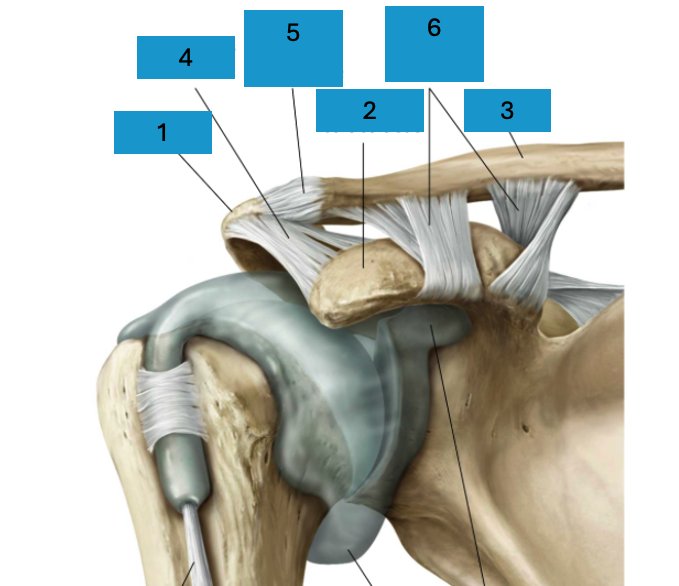 <p>Botten en ligamenten schoudergordel</p>