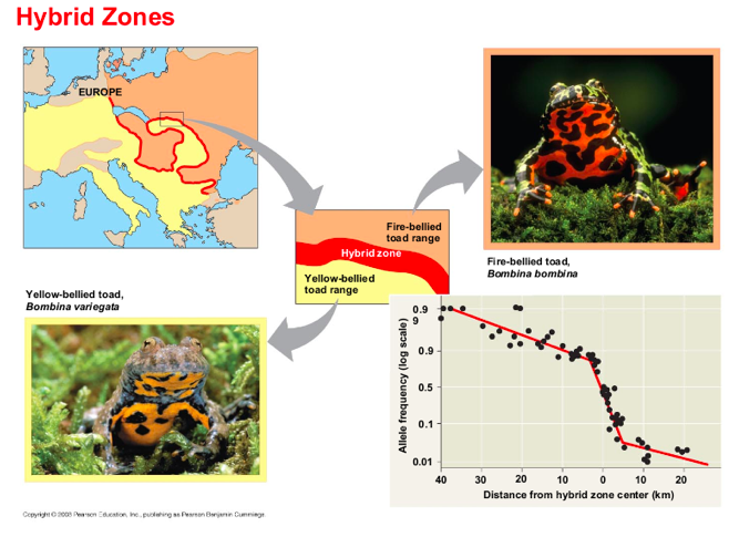 <p>is a region in which members of different species mate and produce hybrids.</p>