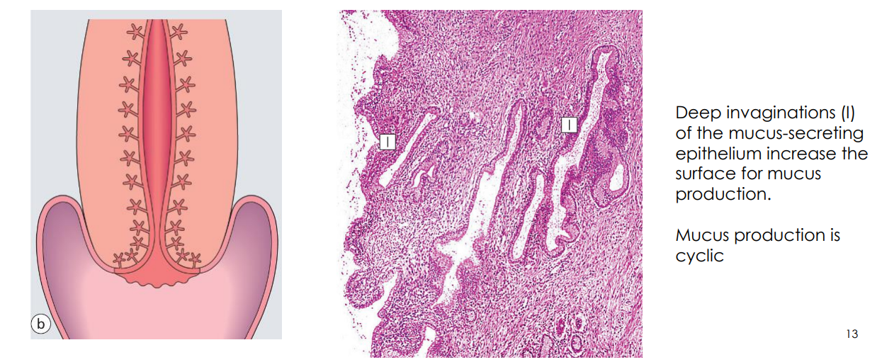 <p>- Deep invaginations (I) of the mucus secreting epithelium increase the surface for mucus production</p><p>- Mucus production is cyclic</p><p></p><p>- cyclic production is dependent on the ovary. the ovary releases hormones to prepare the cervix. ovary releases oestrogen and those levels of oestrogen tell the cervix where its at.</p>