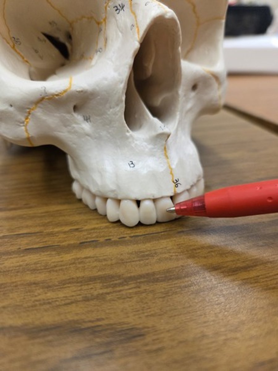 knowt flashcard image