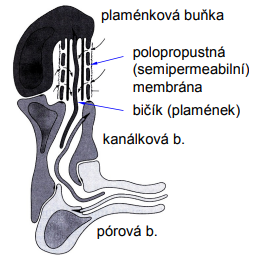 <p> párová protonefridia ektodermálního původu</p><p> odvádějí primární moč z blastocelu</p>