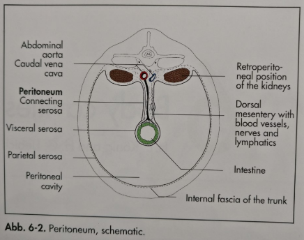 <p>Peritoneum parietale \n Peritoneum viscerale, \n Mesocolon</p><p>Colon: Intraperitoneal position \n Nyre: Retroperitoneal position</p>