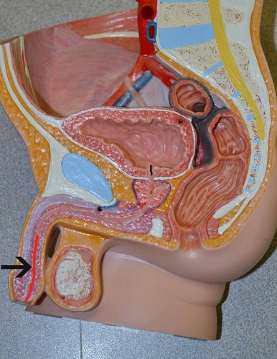 <p>tube leading from the urinary bladder to the outside of the body</p>