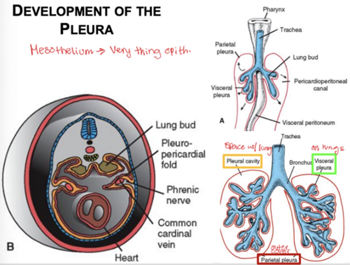 <p>Pleuroperitoneal and pleuropericardial folds separate the pericardiperitoneal canals from the periotoneal and pericardial cavities.</p><p>The remaining spaces form the pleural cavities. Mesoderm coverinng the outside lung becomes visceral pleura and somatic mesoderm covering the body wall from the inside becomes parietal pleura.</p><p>Space between = pleural cavity</p>