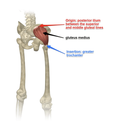 <p>o: gluteal surface of ilium (in between anterior/posterior gluteal line)</p><p>i: lateral greater trochanter </p>