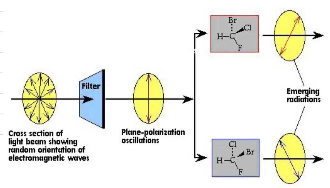 <p>light that vibrates in one plane only, radiation can be polarised at different rotations depending on which enantiomer it passed through in the pair</p>