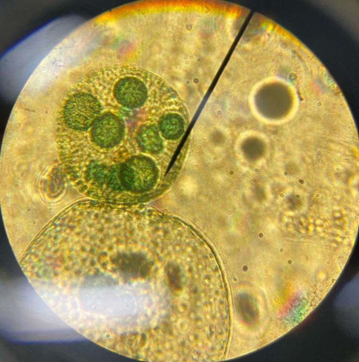 <p>Chlorophyta; common freshwater chlorophyte which exists also as a colony of green cells but with a more complex organization (single organism could include several daughter colonies)</p>