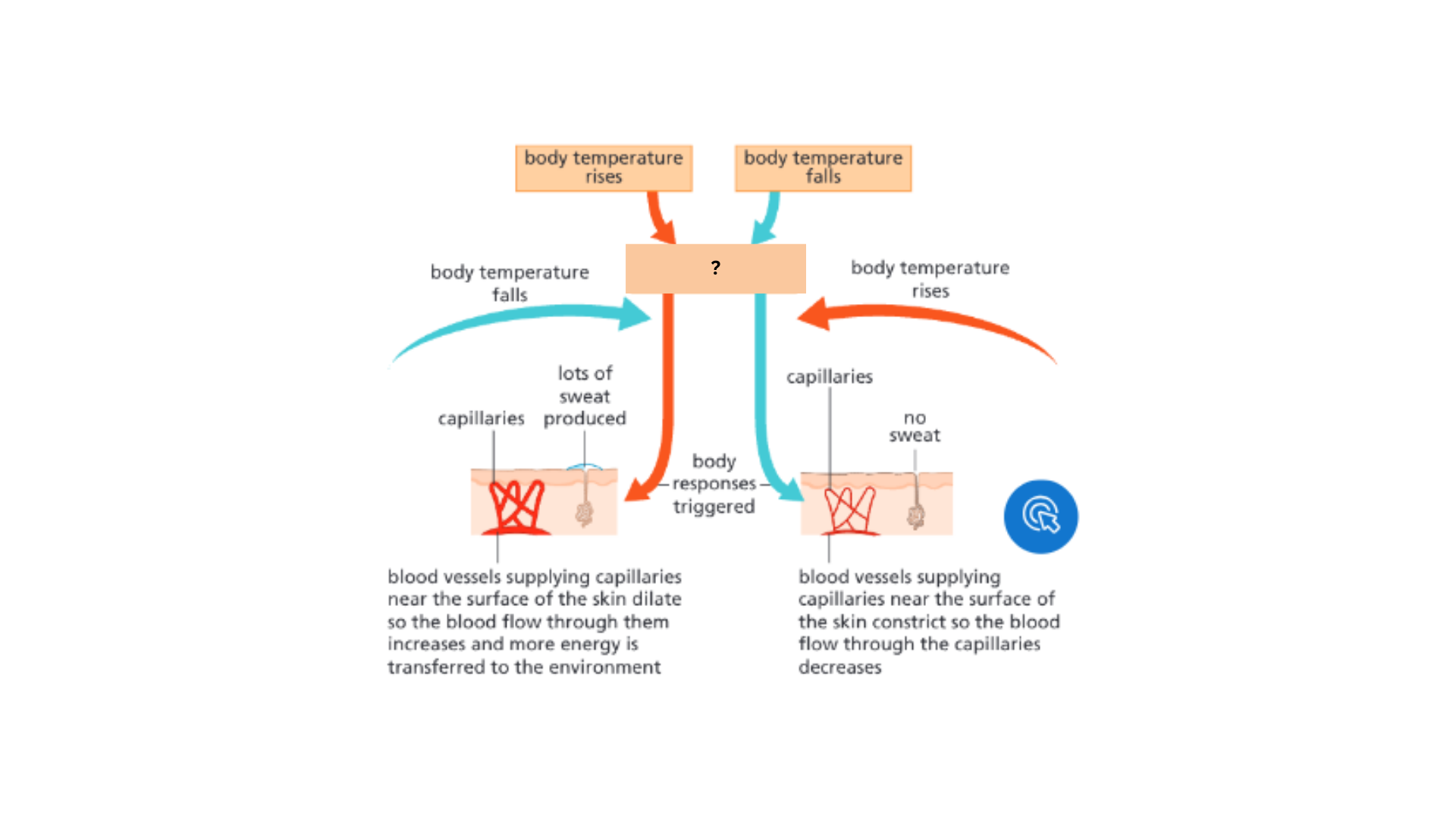 <p>Body temperature is monitored and controlled by the __________________ ________ in the ________.</p>