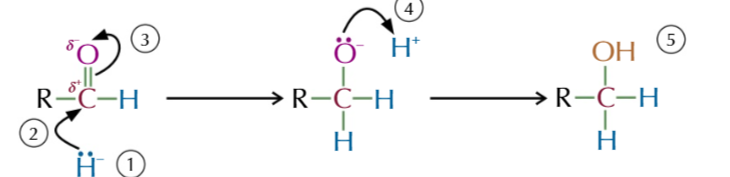 <p>nucleophilic addition of aldehydes/ketones to make alcohols</p>