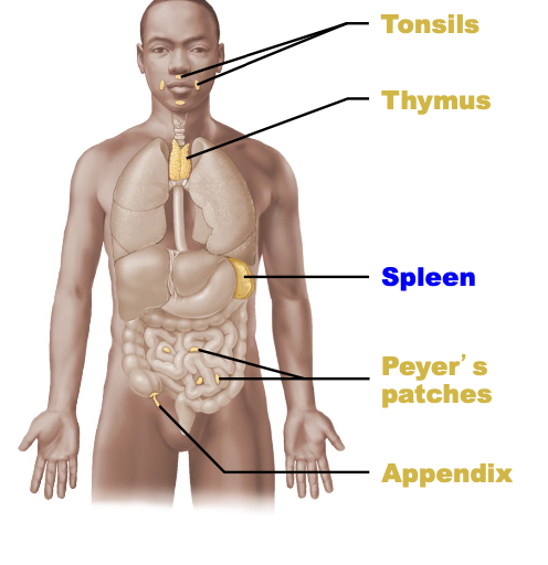 <p>tonsils, thymus, spleen, peyer’s patches, appendix</p>