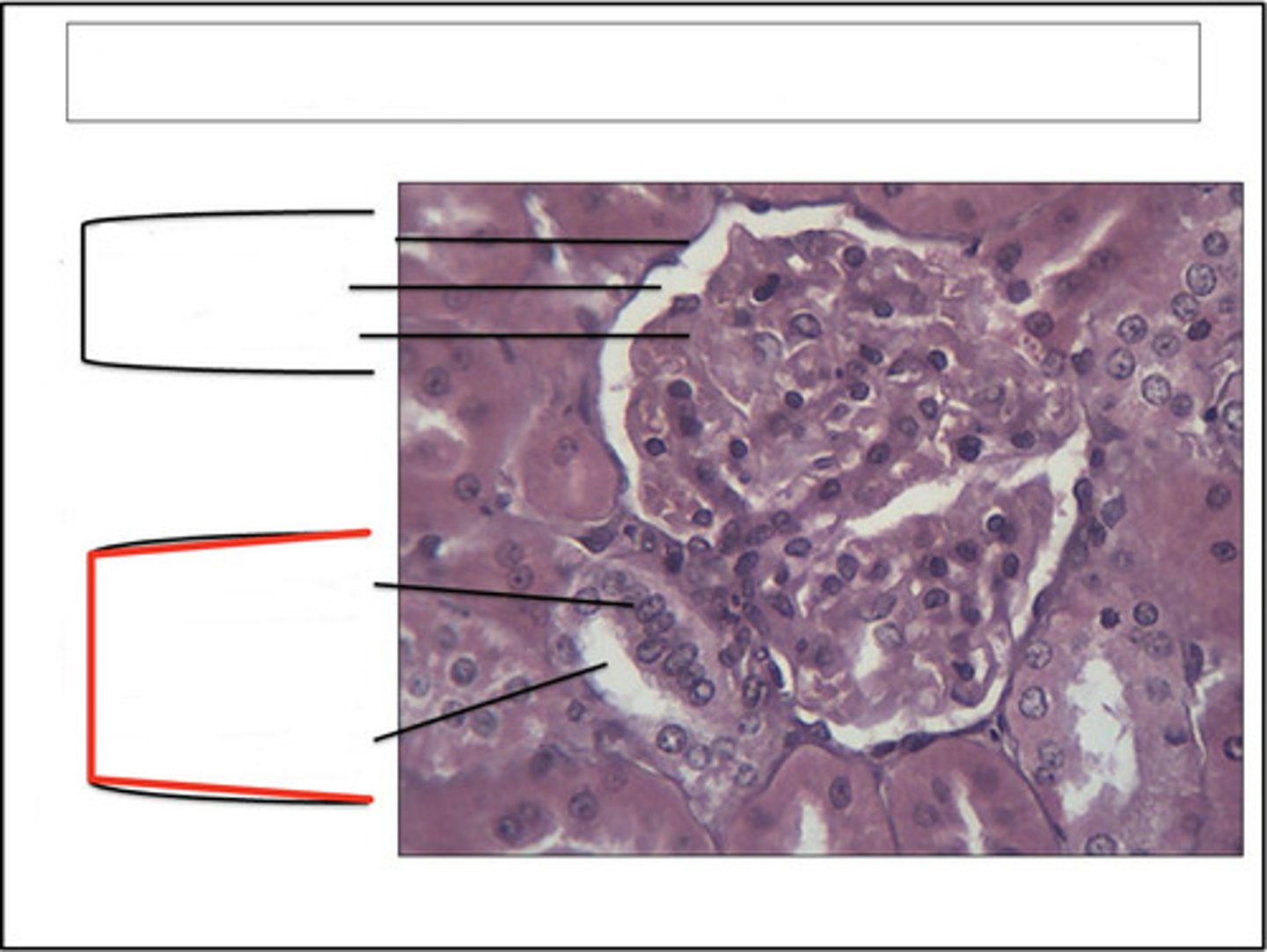 <p>identify this region and organ</p>