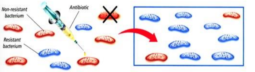 <p>antibiotic resistance bacteria natural selection</p>