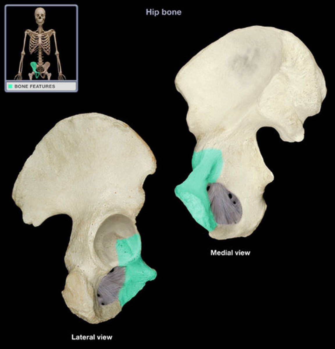 <p>The anterior portion of the hip bone</p>