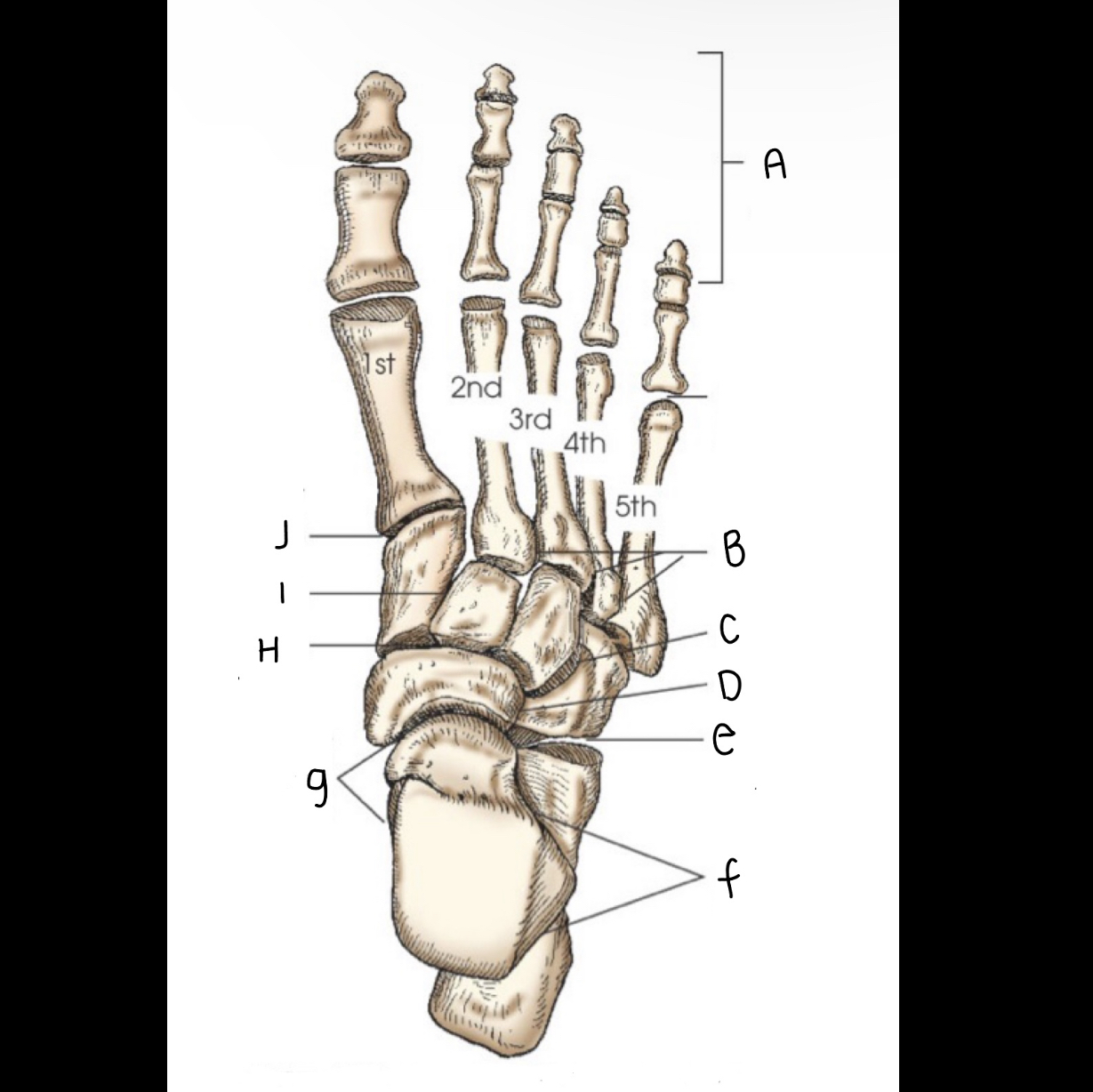 <p>What is letter H pointing to?</p>