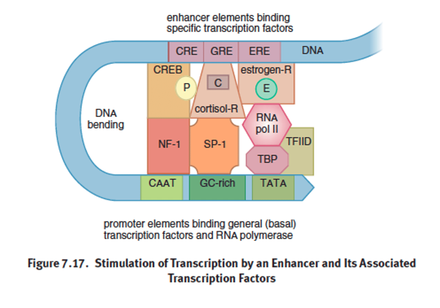 <p>a collection of several response elements that allow for the control of one gene's expression by multiple signal</p>