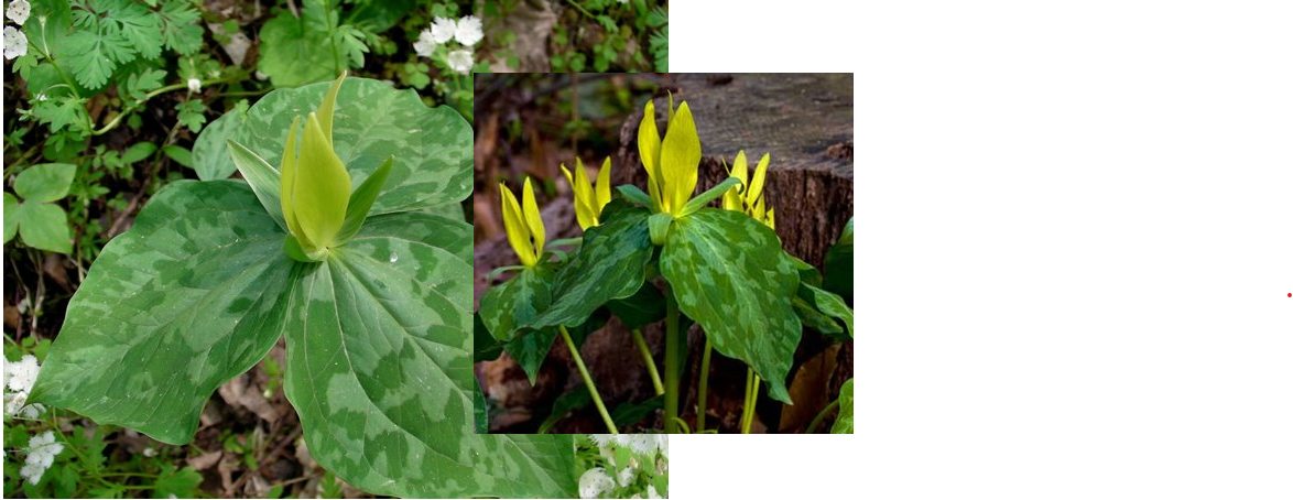 <p>Yellow Trillium</p>