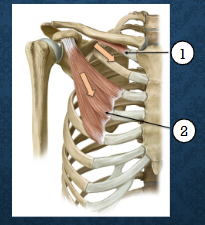 <p>which muscles are these? functions?</p>