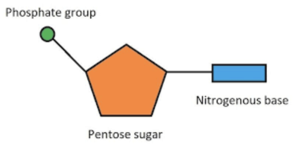 <p>Phosphate group,  pentose sugar and nitrogenous base (adenine)</p>