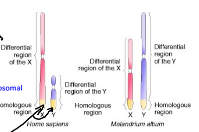 <p>Why do organisms have a PAR ( pseudoautosomal region) on their sex chromosomes?</p>