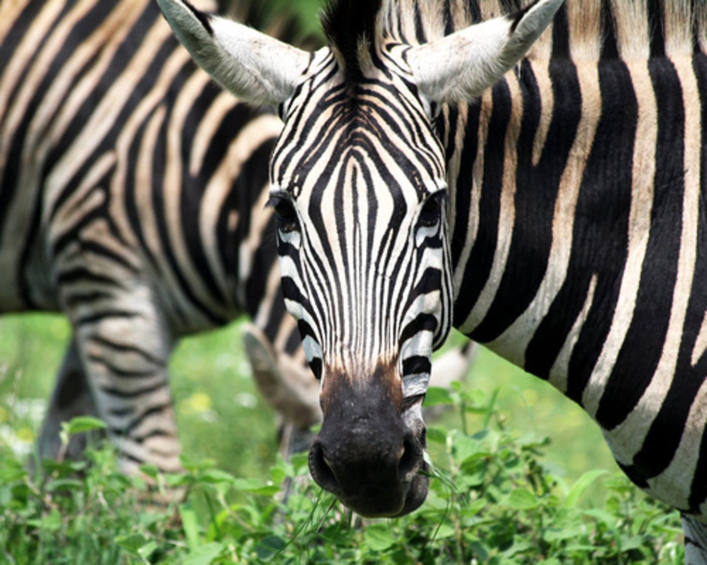 <p>en zebra</p>