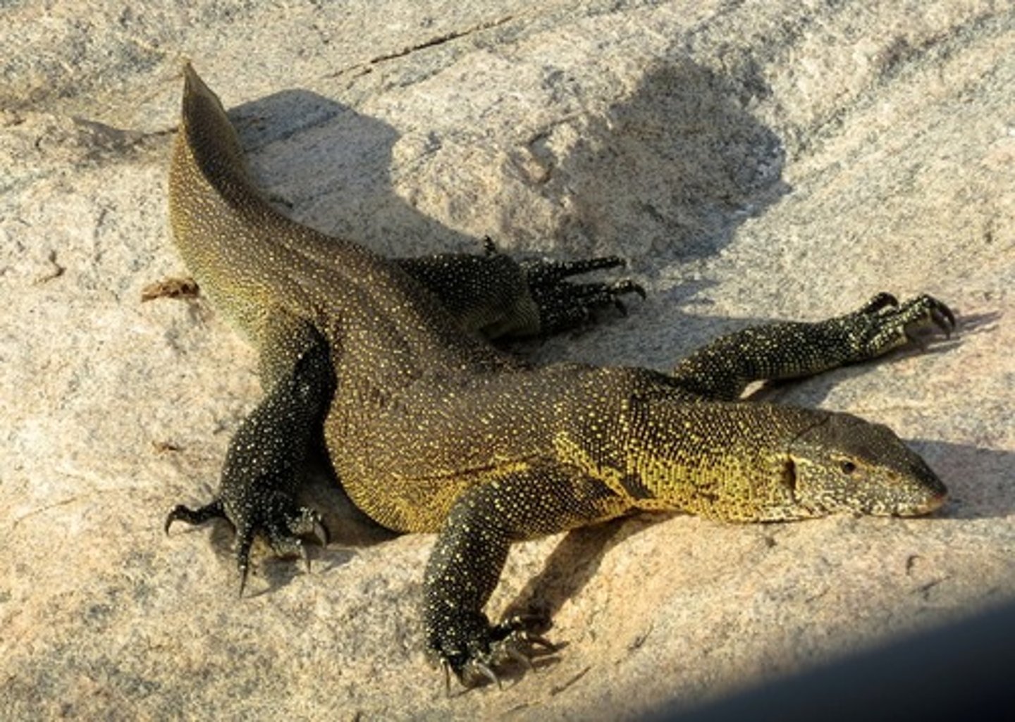 <p>Monitor lizards</p>