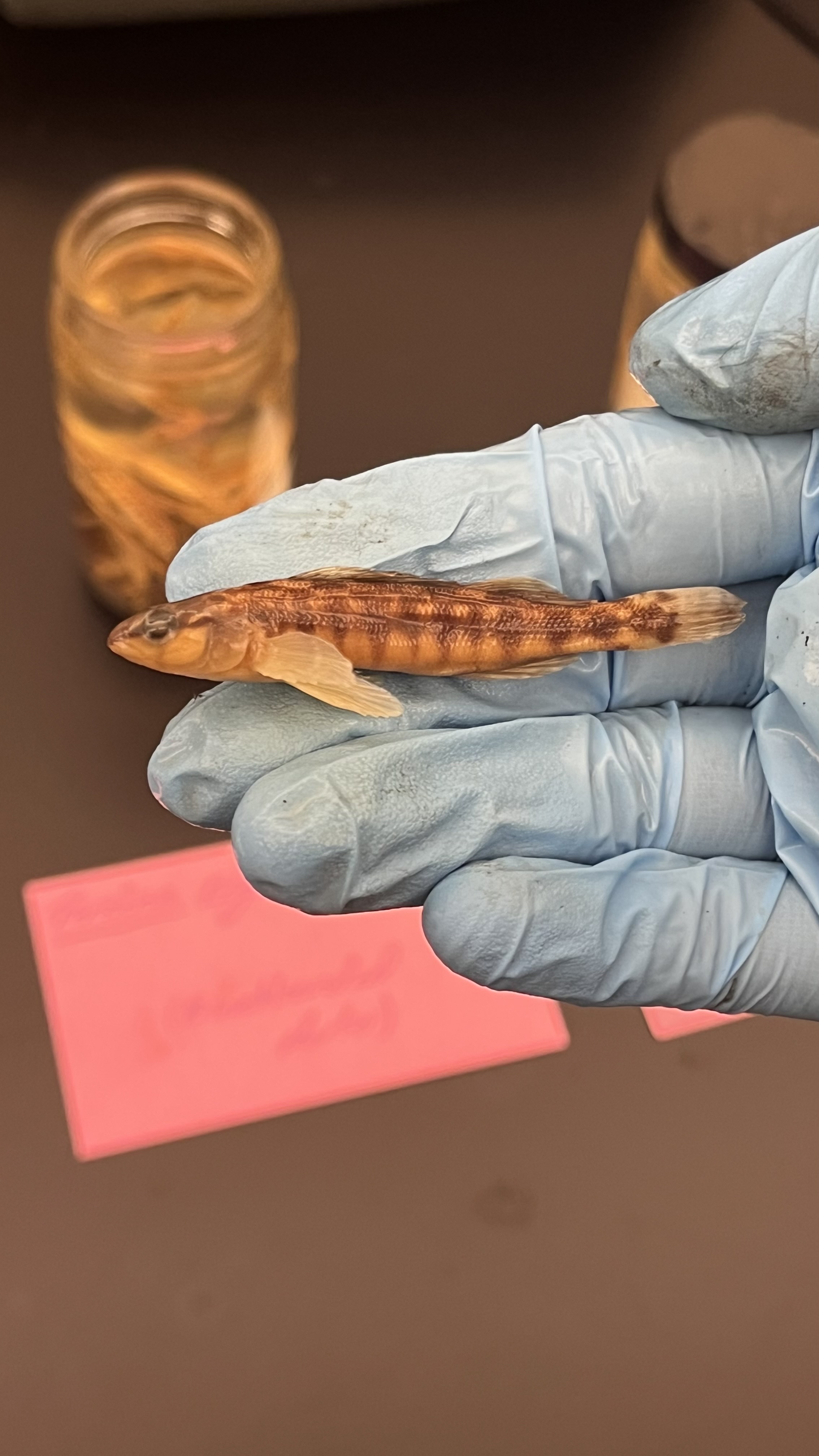 <p>Blackbanded Darter</p>