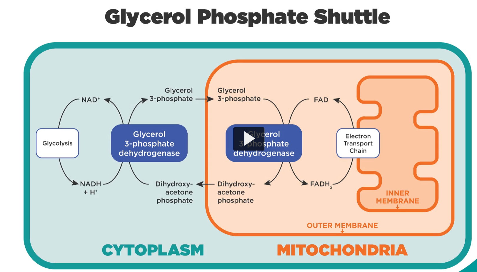 <p>as an overview of the glycerol phosphate shuttle, when we start to look at the cytoplasm and compare that to the mitochondria. we start from the left and look at glycolysis producing that NADH at the bottom.</p><p>That NADH will serve as the coenzyme for an enzyme known as the glycerol triphosphate dehydrogenase .</p><p>in short, the glycerol-3-phosphate dehydrogenase reduces dihydroxyacetone phosphate (a glycotic intermediate), and converts it to glycerol three phosphate.</p><p>now that glycerol 3 phosphate has the ability to translocate to the mitochondria, when it’s converted back to the hydrocetone phosphate. This hydrocetone phosphate returns then to the cytoplasm.</p><p>Notice that in the mitochondria, the glycerol-3-phosphate dehydrogenase, opposes the direction of the reaction seen in the cytoplasm. what’s important here is that for the mitochondrial glycerol-3-phosphate dehydrogenase, the coenzyme is not another NADH molecule but rather a flaming adenine dinucleotype or FAD. This is the oxidized form, this is the substrate that is uses and forms FADH2, which is the reduced form. The fadh2 subsequently enters the electron transport chain system, transferring the electrons, and reconverting to FAD.</p><p>This shuttle is confusing at first, but the <strong>idea behind it is actually simple</strong>. Think of it as a <strong>delivery system for electrons</strong> from the cytoplasm into the mitochondria.</p><p>I’ll walk through it <strong>step-by-step in plain language</strong>.</p><div data-type="horizontalRule"><hr></div><p> Big Idea (One Sentence) </p><p>The <strong>glycerol phosphate shuttle moves the electrons from NADH (made in glycolysis) into the mitochondria so they can be used to make ATP.</strong></p><p>Why is this needed?</p><p><span data-name="arrow_right" data-type="emoji">➡</span> <strong>NADH cannot cross the mitochondrial membrane.</strong><br>So the cell <strong>transfers the electrons instead of the molecule itself.</strong></p><div data-type="horizontalRule"><hr></div><p> Step-by-Step Explanation 1. Glycolysis makes NADH in the cytoplasm </p><p>During glycolysis:</p><p>Glucose → Pyruvate</p><p>This produces:</p><ul><li><p><strong>2 NADH</strong></p></li></ul><p>These NADH molecules contain <strong>high-energy electrons</strong> that must go to the <strong>electron transport chain (ETC)</strong> to make ATP.</p><p><span data-name="warning" data-type="emoji">⚠</span> Problem:<br><strong>NADH cannot enter the mitochondria.</strong></p><p>So the cell needs a <strong>shuttle system</strong>.</p><div data-type="horizontalRule"><hr></div><p> 2. Cytoplasmic enzyme transfers electrons to DHAP </p><p>The enzyme:</p><p><strong>Cytosolic glycerol-3-phosphate dehydrogenase</strong></p><p>uses the NADH electrons.</p><p>Reaction:</p><p>DHAP + NADH → Glycerol-3-phosphate + NAD⁺</p><p>What happens here?</p><ul><li><p>NADH <strong>gives its electrons</strong></p></li><li><p>DHAP <strong>accepts them</strong></p></li></ul><p>Result:</p><p><strong>DHAP becomes glycerol-3-phosphate</strong></p><p>This regenerates <strong>NAD⁺</strong>, which glycolysis needs to continue.</p><div data-type="horizontalRule"><hr></div><p> 3. Glycerol-3-phosphate moves to the mitochondria </p><p>Now:</p><p>Glycerol-3-phosphate travels to the <strong>outer surface of the inner mitochondrial membrane</strong>.</p><p>There is another enzyme there.</p><div data-type="horizontalRule"><hr></div><p> 4. Mitochondrial enzyme removes the electrons </p><p>Enzyme:</p><p><strong>Mitochondrial glycerol-3-phosphate dehydrogenase</strong></p><p>This enzyme uses <strong>FAD instead of NAD⁺</strong>.</p><p>Reaction:</p><p>Glycerol-3-phosphate + FAD → DHAP + FADH₂</p><p>So:</p><ul><li><p>glycerol-3-phosphate <strong>loses electrons</strong></p></li><li><p>FAD <strong>gains electrons</strong></p></li></ul><p>Result:</p><p><strong>FADH₂</strong></p><div data-type="horizontalRule"><hr></div><p> 5. FADH₂ enters the electron transport chain </p><p>FADH₂ gives its electrons to the <strong>ETC</strong>.</p><p>But it enters at <strong>Complex II level</strong>.</p><p>Because of that:</p><ul><li><p><strong>less ATP is produced</strong></p></li></ul><p>Each NADH from glycolysis → <strong>~1.5 ATP instead of 2.5 ATP</strong></p><div data-type="horizontalRule"><hr></div><p> 6. DHAP returns to the cytoplasm </p><p>The molecule becomes <strong>DHAP again</strong>.</p><p>DHAP goes back to the cytoplasm and the cycle repeats.</p><div data-type="horizontalRule"><hr></div><p> Visual Flow (Simplified) </p><p>Cytoplasm:</p><p>NADH<br>↓<br>gives electrons to DHAP<br>↓<br>DHAP → <strong>Glycerol-3-phosphate</strong></p><p><span data-name="arrow_down" data-type="emoji">⬇</span> moves to mitochondria <span data-name="arrow_down" data-type="emoji">⬇</span></p><p>Mitochondria:</p><p>Glycerol-3-phosphate<br>↓<br>gives electrons to <strong>FAD</strong><br>↓<br>FAD → <strong>FADH₂</strong><br>↓<br>Electron Transport Chain → ATP</p><p>DHAP returns to cytoplasm.</p><div data-type="horizontalRule"><hr></div><p> Why This Shuttle Exists </p><p>Two main reasons:</p><p><span data-name="one" data-type="emoji">1⃣</span> <strong>NADH cannot cross the mitochondrial membrane</strong><br><span data-name="two" data-type="emoji">2⃣</span> Glycolysis must regenerate <strong>NAD⁺</strong></p><p>This shuttle solves both problems.</p><div data-type="horizontalRule"><hr></div><p> Why It Produces Less ATP </p><p>Because the electrons end up on:</p><p><strong>FADH₂ instead of NADH</strong></p><p>Electron entry point:</p><table style="min-width: 75px;"><colgroup><col style="min-width: 25px;"><col style="min-width: 25px;"><col style="min-width: 25px;"></colgroup><tbody><tr><th colspan="1" rowspan="1"><p>Molecule</p></th><th colspan="1" rowspan="1"><p>ETC Entry</p></th><th colspan="1" rowspan="1"><p>ATP</p></th></tr><tr><td colspan="1" rowspan="1"><p>NADH</p></td><td colspan="1" rowspan="1"><p>Complex I</p></td><td colspan="1" rowspan="1"><p>~2.5 ATP</p></td></tr><tr><td colspan="1" rowspan="1"><p>FADH₂</p></td><td colspan="1" rowspan="1"><p>Complex II</p></td><td colspan="1" rowspan="1"><p>~1.5 ATP</p></td></tr></tbody></table><p>So this shuttle <strong>costs about 1 ATP per NADH</strong>.</p><div data-type="horizontalRule"><hr></div><p> Where This Shuttle Is Used </p><p>Common in:</p><ul><li><p><strong>Brain</strong></p></li><li><p><strong>Skeletal muscle</strong></p></li></ul><p>Other tissues (heart, liver) prefer the <strong>malate-aspartate shuttle</strong>.</p><div data-type="horizontalRule"><hr></div><p> Simple Analogy </p><p>Think of this like a <strong>bucket brigade</strong> passing water.</p><p>You cannot move the <strong>bucket (NADH)</strong> across the wall,<br>so you <strong>pour the water (electrons)</strong> into another bucket.</p><p>That bucket carries the electrons across.</p><div data-type="horizontalRule"><hr></div><p><span data-name="check_mark_button" data-type="emoji">✅</span> <strong>One-line summary</strong></p><p>The glycerol phosphate shuttle <strong>moves electrons from cytoplasmic NADH to mitochondrial FAD so the electrons can enter the electron transport chain and produce ATP.</strong></p>