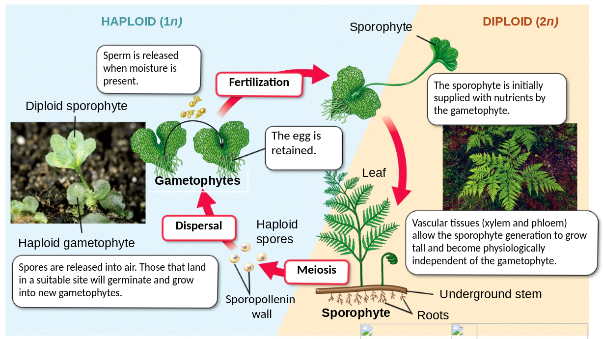 <p>the diploid sporophyte generation is the obvious dominant organism</p><ul><li><p>there is no advantage for the gametophyte to grow tall because gametes must be produced near the ground where the water needed for their free-swimming sperm is most likely to be found</p></li></ul>