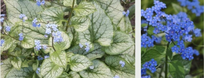 <p><span style="font-family: &quot;Gowun Batang&quot;, serif;">Heart-shaped, coarse leaves with sprays of tiny, sky-blue forget-me-not–like flowers.</span></p>