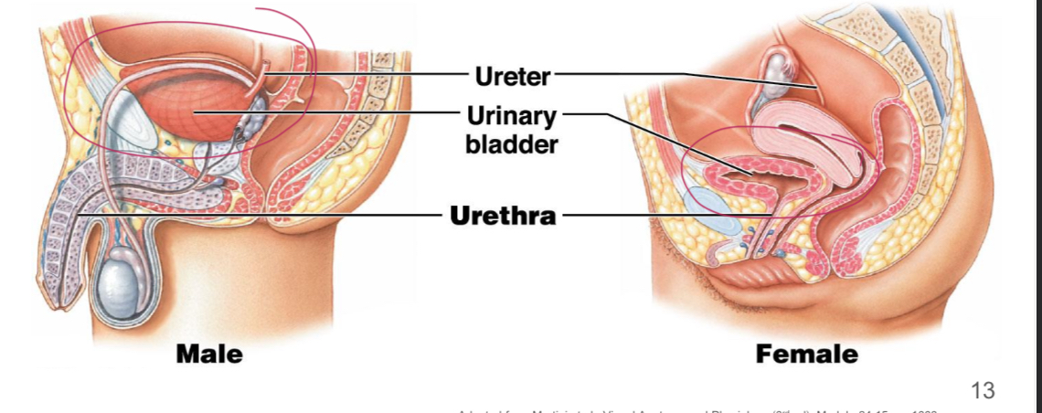 <p>Male vs female location</p>
