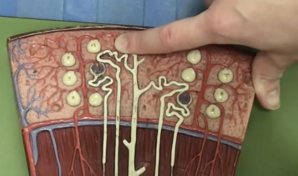 <p>Description: Tube after the loop of henle connecting to the collecting duct</p><p>Function: Where potassium and sodium chloride ions continue reabsorption to the capillaries</p>