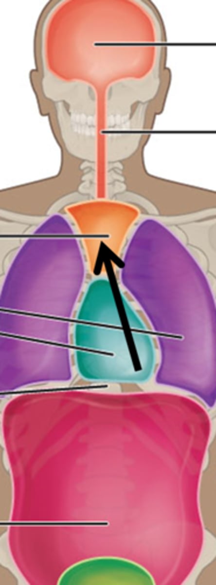 <p>The pericardial cavity along with other organs between the lungs</p>