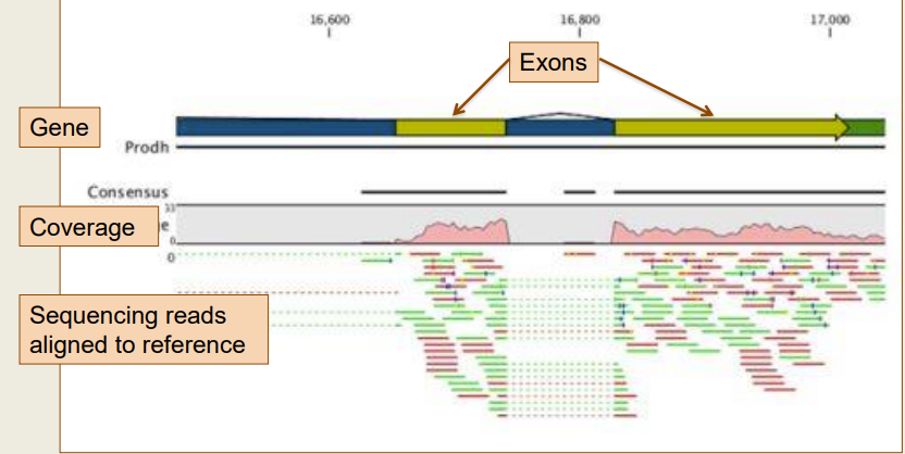 - After cDNA synthesis, use Next Gen. Sequencer to sequence all of RNA pool--> finds abnormal genes 
- Once everything sequenced, align to reference genome and evaluate differential expression levels between samples 
- Coverage- range that sequences need to stay between 