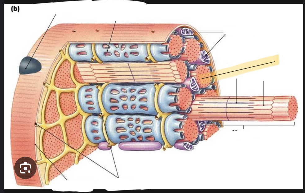 <p>identify the structure of skeletal muscle </p>